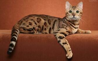 Ocicat Wallpaper HD