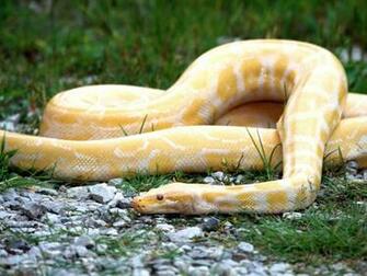 Best Wallpaper Snakes