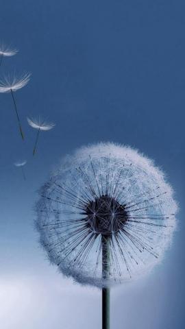 Pure Bright Dandelion Blowing Macro iPhone Wallpaper