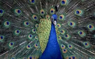 Peacock Wallpaper Animal