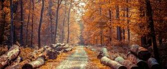 HD Wallpaper Deforestation Timber Forestry Logging