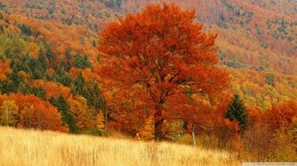 Autumn Forest Wallpaper