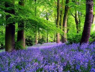 Spring Forest Wallpaper