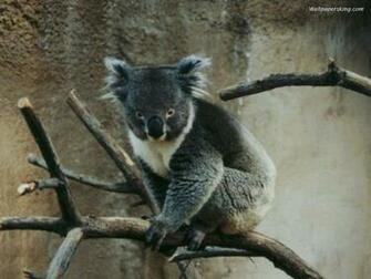 Cute Koala Bear Picture Wallpaper