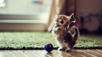 Funny Cat Pictures HD Wallpaper Of