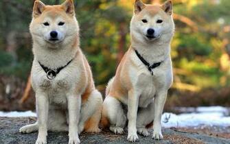 Shiba Inu Wallpaper