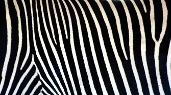 Animal Print Background Wallpaper