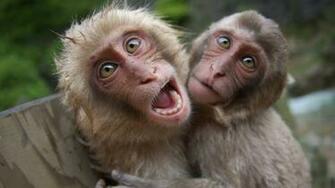 Very Funny Animal Lovers Wallpaper