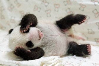 Cute Panda Wallpaper HD