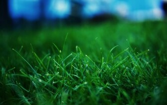 Green Snake Crystal Foggy Landscape Fog On Grass