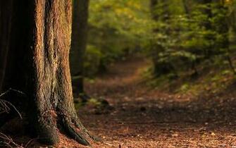 Tree Trunk Bark Roots Needles Path Trees Forest Shrubs Light