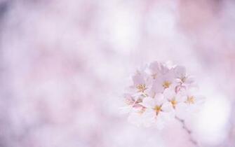 Sakura Flower Computer Wallpaper Desktop Background Kb