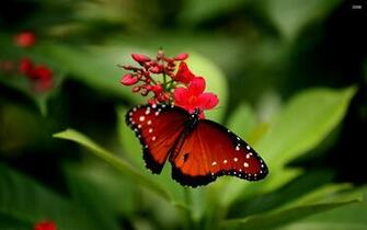 Red Butterfly Wallpaper Dark And Pink 3d