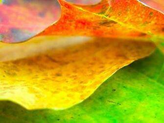 Nature Wallpaper Jpg