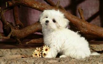 Cool Dog Background