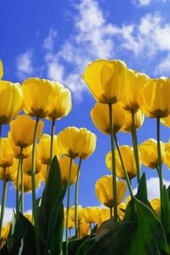 Tulips Flower iPhone HD Wallpaper