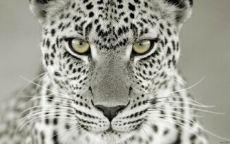 Snow Leopard Wallpaper HD Jpg