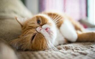 Persian Cat Live Wallpaper Android Apps And Tests Androidpit