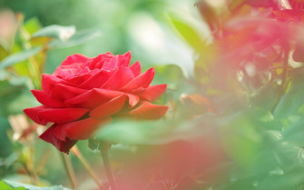 Cute Rose Wallpaper