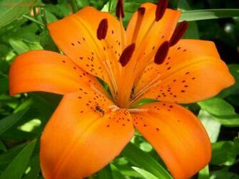 Lily Flower Wallpaper HD