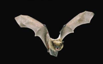 Bat Computer Desktop Wallpaper Brown Flying