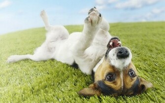 Jack Russell Terrier Wallpaper And Image Pictures