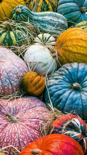 Colorful Pumpkins Autumn Wallpaper iPhone Android Desktop