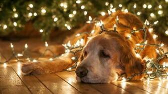 Christmas Animal Wallpaper