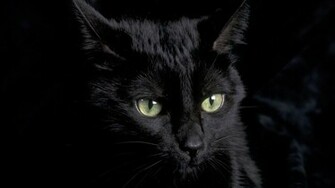 Cute Black Cat Wallpaper