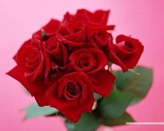 Rose Flowers Wallpaper Real HD