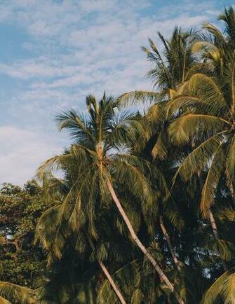 Tamarindo 1080p 2k 4k 5k HD Wallpaper