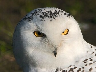 Owl Owls Wallpaper