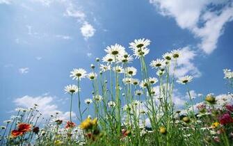 Wallpaper Screensavers Spring Sky Glade