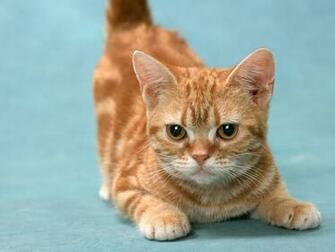 Ginger Kitten Desktop Wallpaper On Latoro