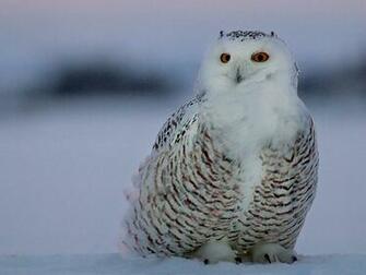 Owl HD Wallpaper Desktop Pictures One