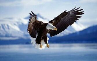 Bald Eagle Wallpaper