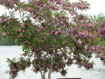 Arbre Sweetpea Wallpaper