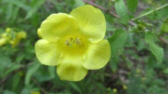 Yellow Flower Along The Way To Whitaker Point Hq Wallpaper