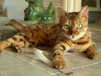 Bengal Cats Cute