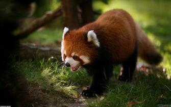 Image Wallpaper Animals Animal Fluffy
