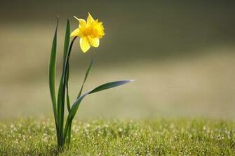 Desktop Wallpaper Animals Flowers