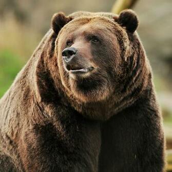 Grizzly Bear Background