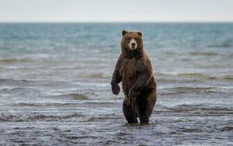 Grizzly Bear Wallpaper