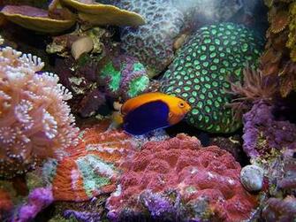 Ocean Animal Wallpaper Image Graphics Comments And Pictures