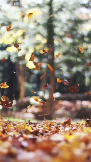 Autumn Inspired iPhone Plus Wallpaper P H O N E