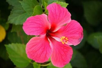 Beautiful Wallpaper And Image Of Flowers