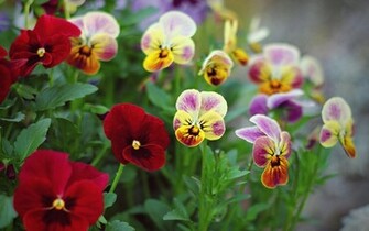 Pansies Wallpaper