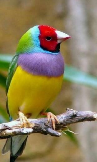 Bird Wallpaper Screensaver Pre Id