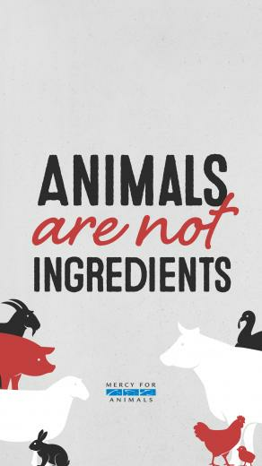 These Vegan iPhone Wallpaper Will Inspire You Chooseveg