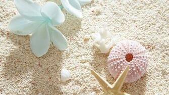 White Plumeria And Sea Shells Widescreen Wallpaper Wide